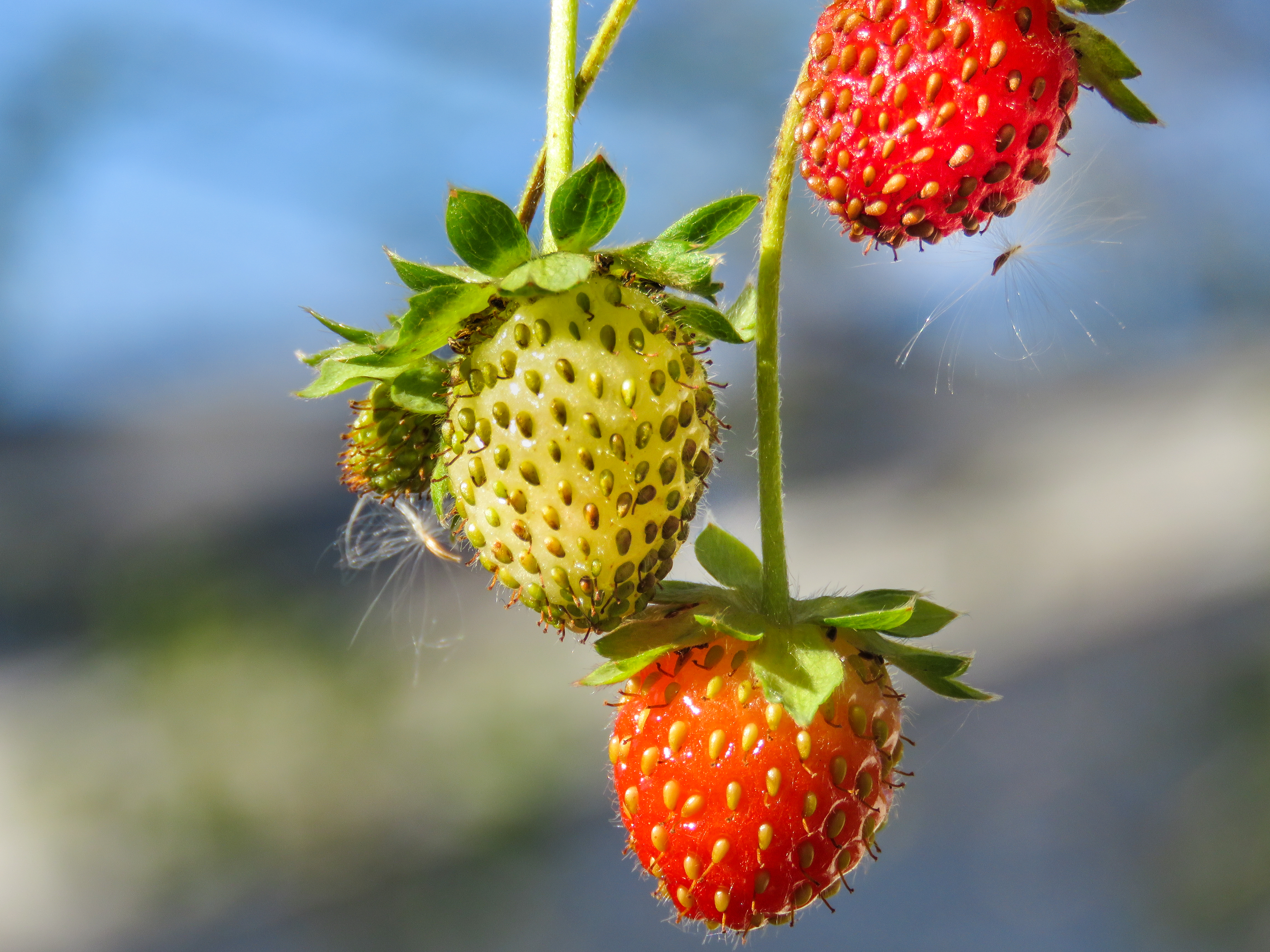 Strawberries_stocksnap.io