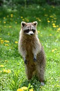 racoon