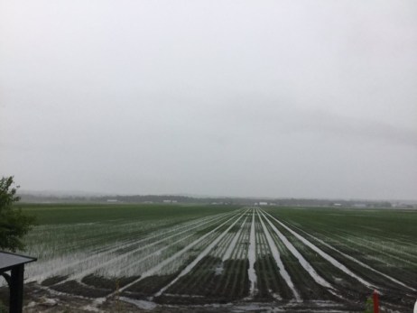holland-marsh-flooding