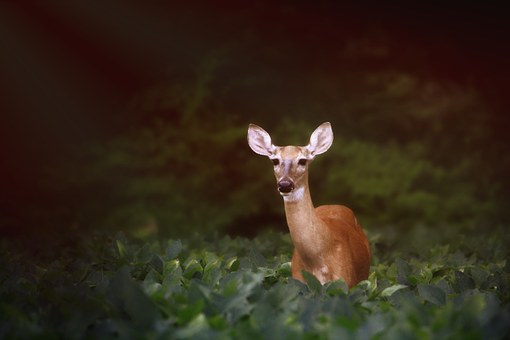 deer